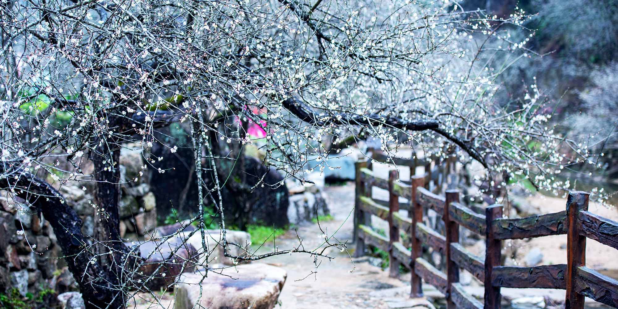 揭陽市 南國飄‘雪’