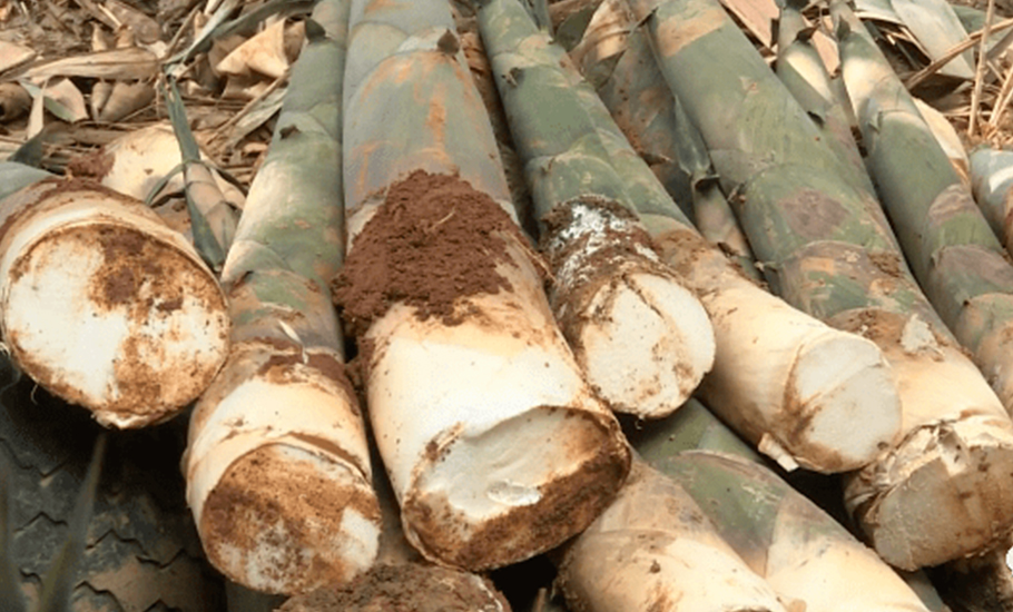 竹筍料理—發現揭陽