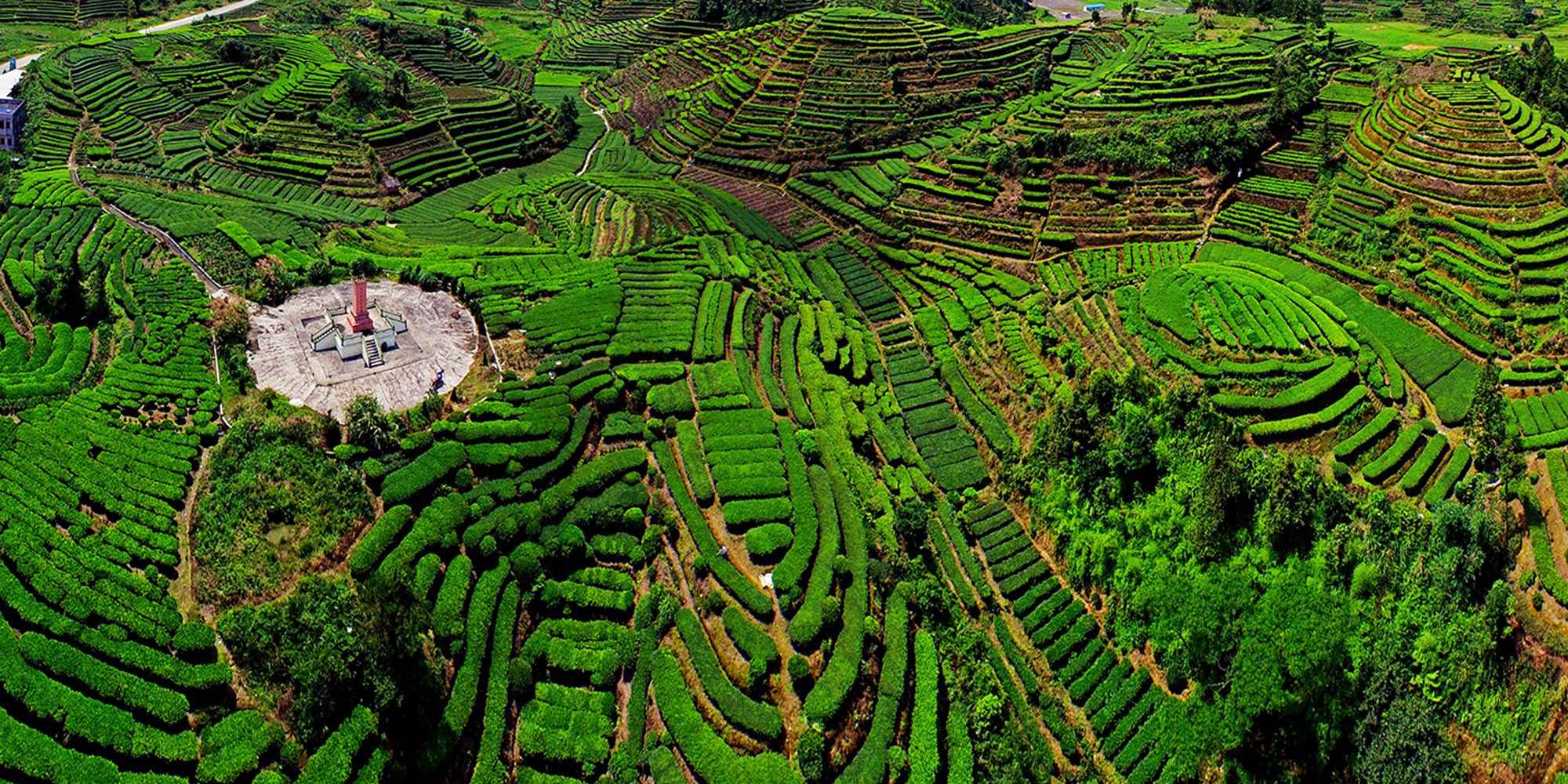 揭陽市 大洋茶園