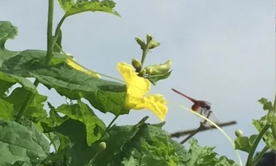 【林倫倫】屯·春·蠢的古文字考釋與潮語之“cung1”