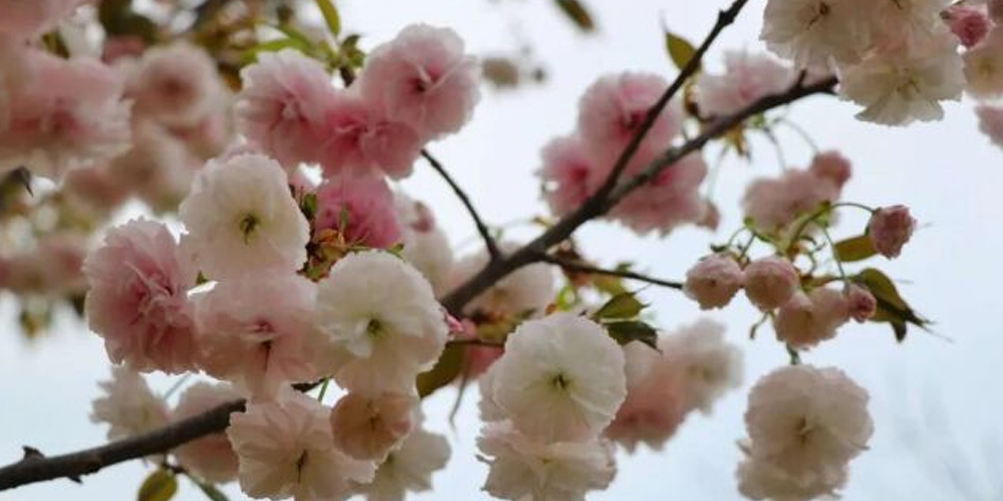 揭陽市揭西櫻山花谷觀光路線
