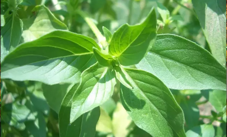 潮汕有一種神奇的草，用黃金也換不了！