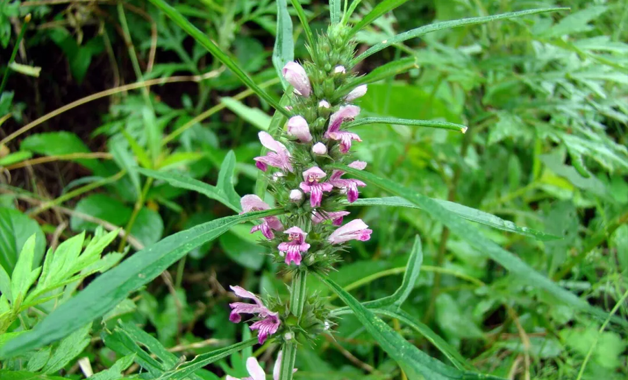 益母草是婦科良葯，潮汕男人為何卻愛吃！