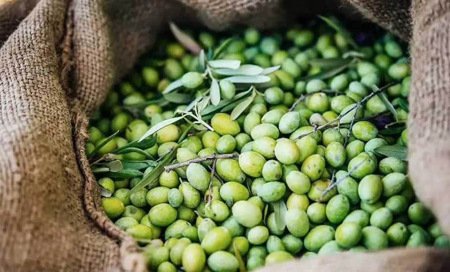 《粵菜師傅·四海同享——中華料理潮州菜》記錄片之橄欖