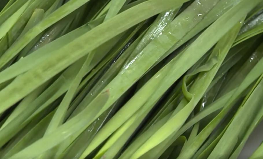 【視頻】綠油油的牠，可以是主角也可以是配角